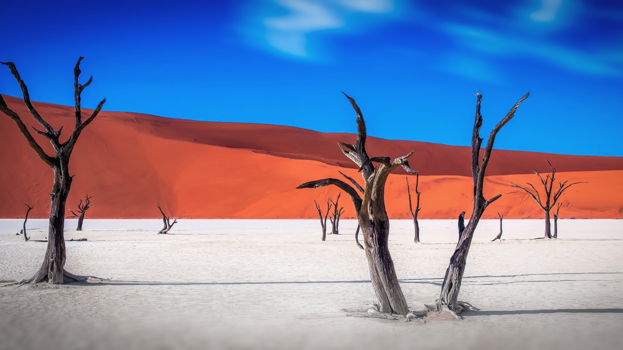 Namibia desert with dead tree
